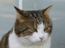 Stubentiger Filu am 10.01.08