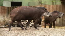 Flachlandtapir. Sdamerika. Zoologischer Garten Berlin, 30.04.2013