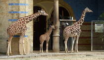 Netzgiraffe. Interessanter Blutdruck den die Gefe beherrschen mssen: 340/320 mm Hg! Zoologischer Garten Berlin, 30.04.2013