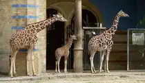 Netzgiraffe. Interessanter Blutdruck den die Gef��e beherrschen m�ssen: 340/320 mm Hg! Zoologischer Garten Berlin, 30.04.2013