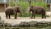 Asiatischer Elefant. Zoologischer Garten Berlin, 30.04.2013