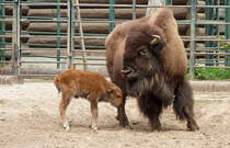 Bison. Nordamerika. Das Jungtier wurde am 28.04.2013 im Berliner Zoo geboren. Zoologischer Garten Berlin, 30.04.2013