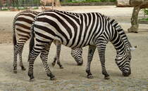 Bhm-Steppenzebra. Ostafrika. Breite schwarze Streifen auch ber den Bauch gezeichnet. Beine bis zu den Hufen gestreift. Zoologischer Garten Berlin, 30.04.2013