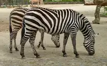 B�hm-Steppenzebra. Ostafrika. Breite schwarze Streifen auch �ber den Bauch gezeichnet. Beine bis zu den Hufen gestreift. Zoologischer Garten Berlin, 30.04.2013