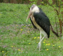 Marabu. Afrika. Zoologischer Garten Berlin, 30.04.2013