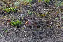 Bluth�nflinge mit Fr�hlingsgef�hlen. - 01.05.2012