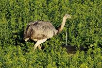 Eine Nanduhnne bei Bk (RZ) ; 03.05.2013