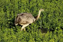 Eine Nanduh�nne bei B�k (RZ) ; 03.05.2013