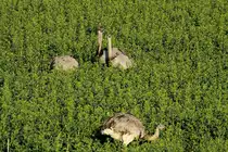 Ein Nanduhahn mit drei H�nnen in einem Rapsfeld bei B�k; 03.05.2013