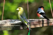 Ein Gr�nfink auf der Futterschaukel in unserem Garten; 04.05.2013