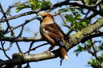Ein Kernbei�er in unserem Garten; 04.05.2013