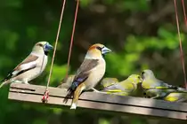 Ein Kernbei�erpaar auf der Futterschaukel in unserem Garten; 04.05.2013