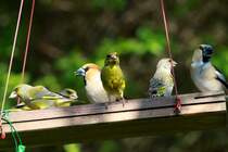 Grnfinken und Kernbeier in unserem Garten; 04.05.2013