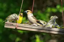 Ein Kernbei�er und Gr�nfinken auf der Futterschaukel in unserem Garten. 04.05.2013