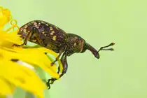 R�sselk�fer l�uft �ber L�wenzahnbl�te. - 09.05.2013