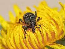 R�sselk�fer l�uft �ber L�wenzahnbl�te. - 09.05.2013