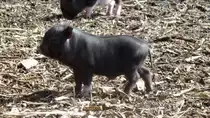 Junges H�ngebauchschwein im Tiergehege Zeulenroda am 12.04.13