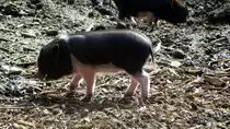 Junges H�ngebauchschwein im Tiergehege Zeulenroda am 12.04.13