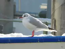 M�we im Winter am 01.01.09