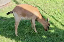 Altes Brot ist offenbar interessanter als alter Fotograf :-) 

Steppach bei Neus��, 28.4.12