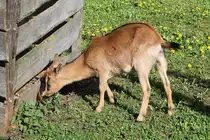 Bei ihr muss mich weiters der sch�ne R�cken entz�cken.

Steppach bei Neus��, 28.4.12