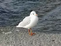 M�we im Winter am 29.11.08