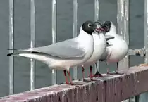 Lachm�wen auf dem Gel�nder eines Schiffanlegers am Rhein in Remagen - 08.03.2013