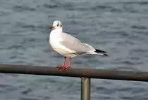 M�we am Rheinufer-Gel�nder in Bonn - 20.10.2012