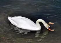 Schwan im Rhein bei K�nigswinter - 07.04.2013