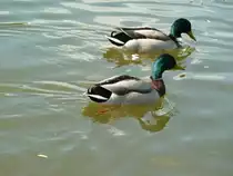 Hier schwimmmen 2 Enten auf dem Main.
Fotografiert am 11.05.13.
