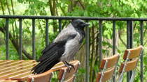 Nebelkrhe. An Menschen schon stark gewhnt sitzt der Vogel hier auf der Lehne eines Gartenstuhls in einem Restaurant. Foto:Im Mai 2013