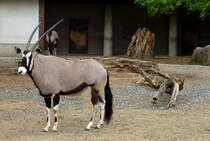 Sdafrikanische Oryxantilope. Sdliches Afrika. Trockensteppe, Busch-und Baumsavanne. Foto:Zoologischer Garten Berlin, Mai 2013