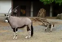 S�dafrikanische Oryxantilope. S�dliches Afrika. Trockensteppe, Busch-und Baumsavanne. Foto:Zoologischer Garten Berlin, Mai 2013