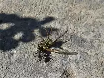 Kleine starke schwarze Wegameise beim Versuch eine tote Fliege zum Ameisenhaufen zu schleppen. 24.04.2013 (Jeanny)  