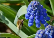 Wollschweber (Bombyliidae) saugt Nektar an einer Bl�te. 24.04.2013  (Jeanny)                                                                                                                                                                                                                                                        