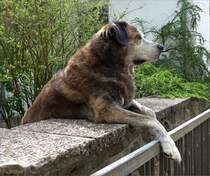 Lutz lebt in der Lneburger Heide. Seine Mutter war eine Pyrenenberghndin, sein Vater war ein Schferhund. Alter von Lutz 12 Jahre. Aufnahmedatum 2013-05-15