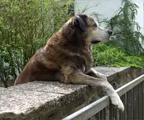 Lutz lebt in der L�neburger Heide. Seine Mutter war eine Pyren�enbergh�ndin, sein Vater war ein Sch�ferhund. Alter von Lutz 12 Jahre. Aufnahmedatum 2013-05-15