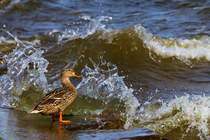 Diese Stockente lsst sich von so'n bisschen Wellengang nicht beeindrucken, nein sie posiert sogar wie eine echte Dame. - 16.05.2013

