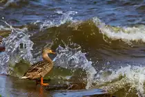 Diese Stockente l�sst sich von so'n bisschen Wellengang nicht beeindrucken, nein sie posiert sogar wie eine echte Dame. - 16.05.2013
