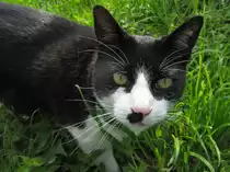 M�xchen in der Wiese auf Pirsch.