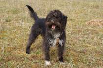 Am 24.03.13 wurde der Acker umgegraben. Es hat offensichtlich Spa gemacht.