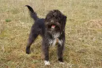 Am 24.03.13 wurde der Acker umgegraben. Es hat offensichtlich Spa� gemacht.