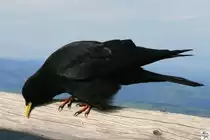 Eine Alpendohle auf dem Berg Pilatus in der Schweiz. Aufgenommen am 6. Oktober 2009.