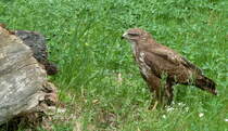 Ein Musebussard. Foto:20.05.2013, Naturschutzzentrum kowerk Berlin