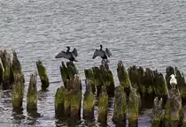 Zwei Kormorane trocknen ihr Gefieder in der N�he der Seebr�cke Heringsdorf. - 11.05.2013
