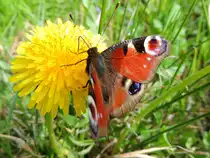 Tagpfauenauge (Inachis io; Syn. Nymphalis io)saugt sich Nektar aus einer L�wenzahnbl�te; 130501