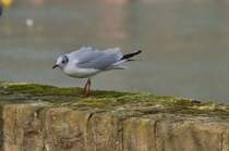 Also man muss sich heut zu Tage ganz schn ducken um nicht direkt unangenehm auf zu fallen. Lachmwe auf der Ufermauer in Heidelberg.