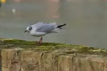 Also man muss sich heut zu Tage ganz sch�n ducken um nicht direkt unangenehm auf zu fallen. Lachm�we auf der Ufermauer in Heidelberg.