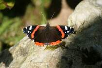 Admiral in unserm Garten 27.08.2012 