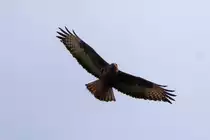 Ein Bussard �ber einer Weide am Waltersberg bei Murrhardt, am 16.4.2013.